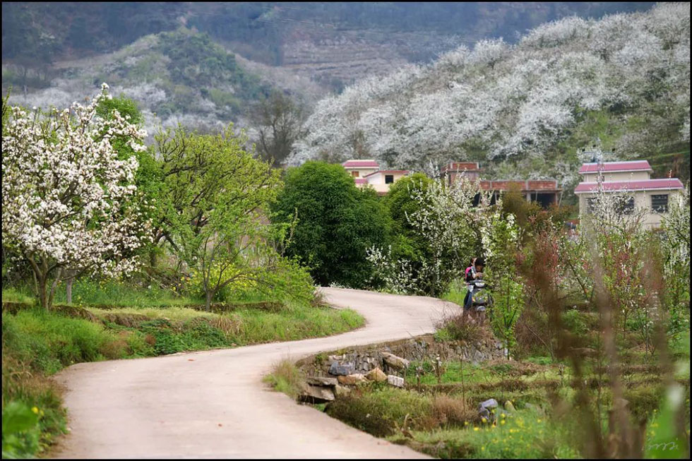【春天,广西桂林灌阳县向您发出邀请!】我们在灌阳看梨花 - 游山玩水 - 中卫生活社区 - 中卫28生活网 zw.28life.com