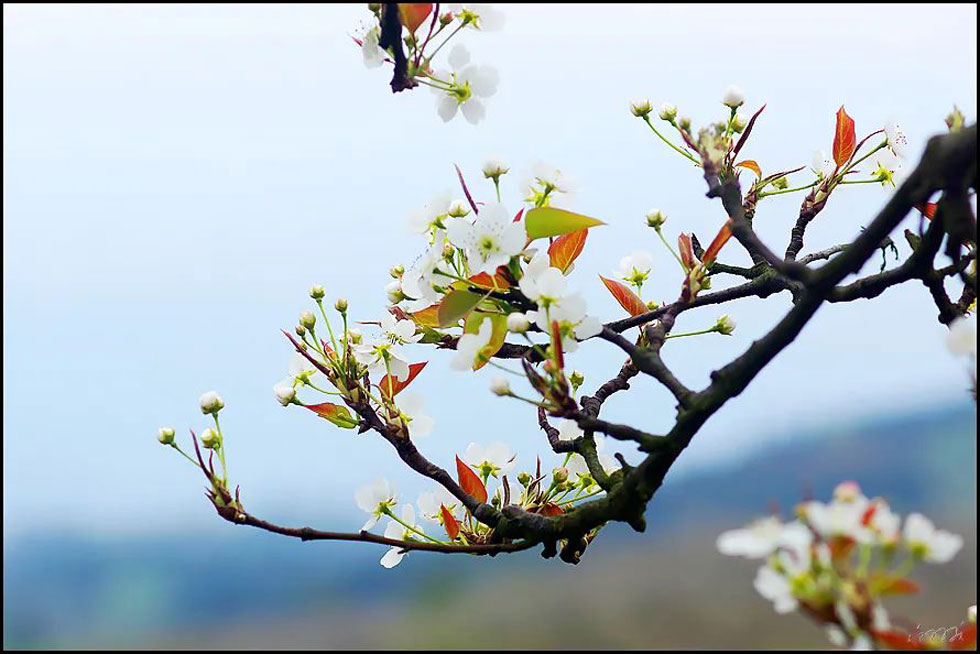 【春天,广西桂林灌阳县向您发出邀请!】我们在灌阳看梨花 - 游山玩水 - 中卫生活社区 - 中卫28生活网 zw.28life.com
