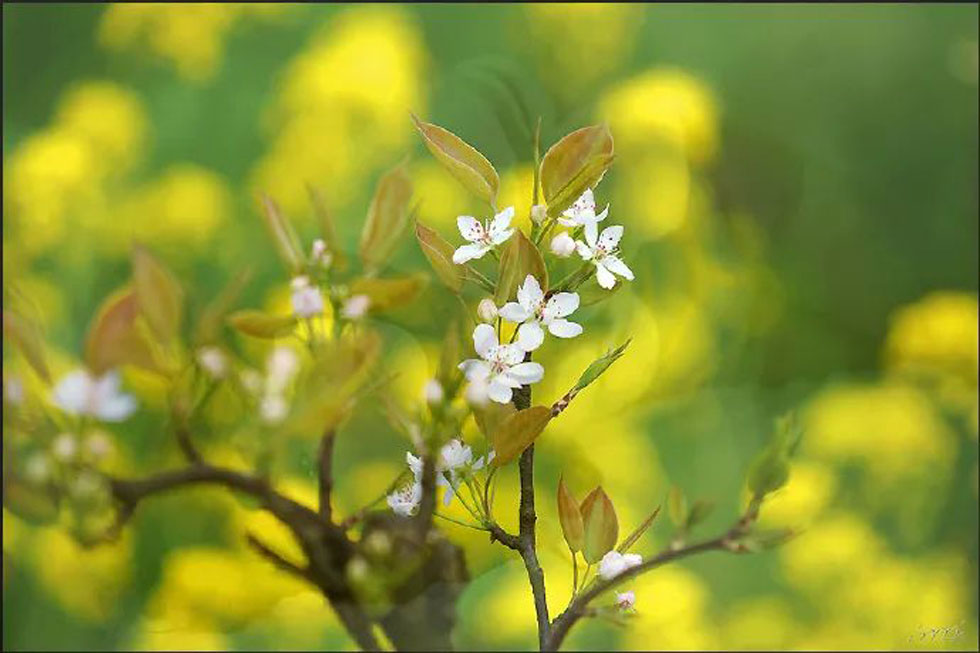 【春天,广西桂林灌阳县向您发出邀请!】我们在灌阳看梨花 - 游山玩水 - 中卫生活社区 - 中卫28生活网 zw.28life.com