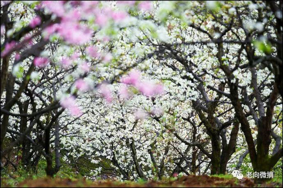 【春天,广西桂林灌阳县向您发出邀请!】我们在灌阳看梨花 - 游山玩水 - 中卫生活社区 - 中卫28生活网 zw.28life.com