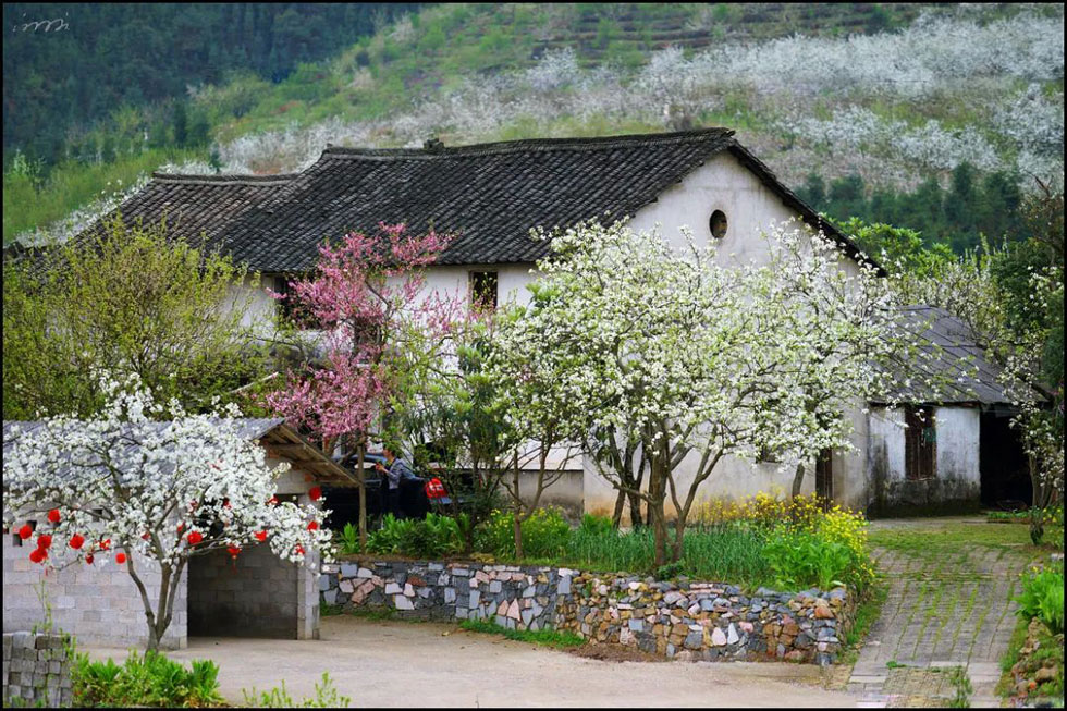 【春天,广西桂林灌阳县向您发出邀请!】我们在灌阳看梨花 - 游山玩水 - 中卫生活社区 - 中卫28生活网 zw.28life.com