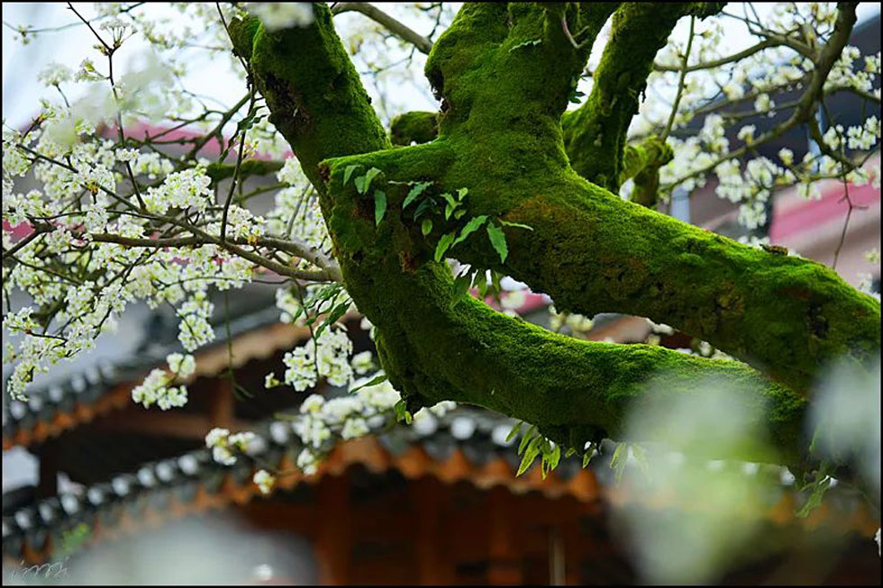 【春天,广西桂林灌阳县向您发出邀请!】我们在灌阳看梨花 - 游山玩水 - 中卫生活社区 - 中卫28生活网 zw.28life.com