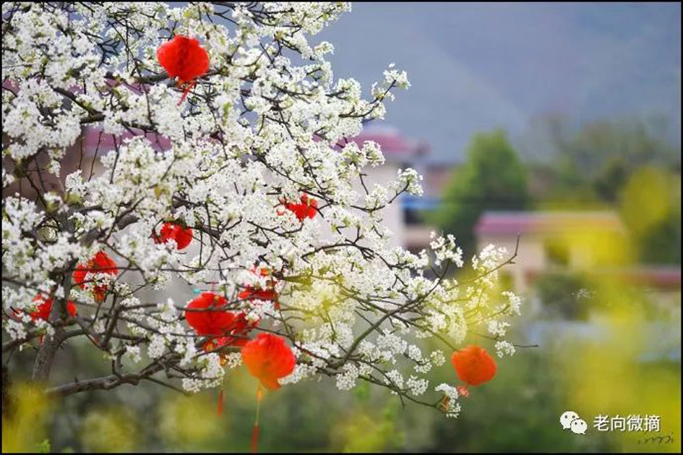 【春天,广西桂林灌阳县向您发出邀请!】我们在灌阳看梨花 - 游山玩水 - 中卫生活社区 - 中卫28生活网 zw.28life.com