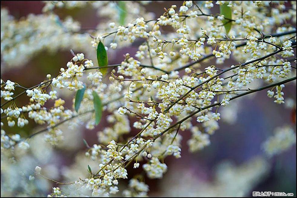 【春天,广西桂林灌阳县向您发出邀请!】米珠山前有片山苍子花在飘香 - 游山玩水 - 中卫生活社区 - 中卫28生活网 zw.28life.com