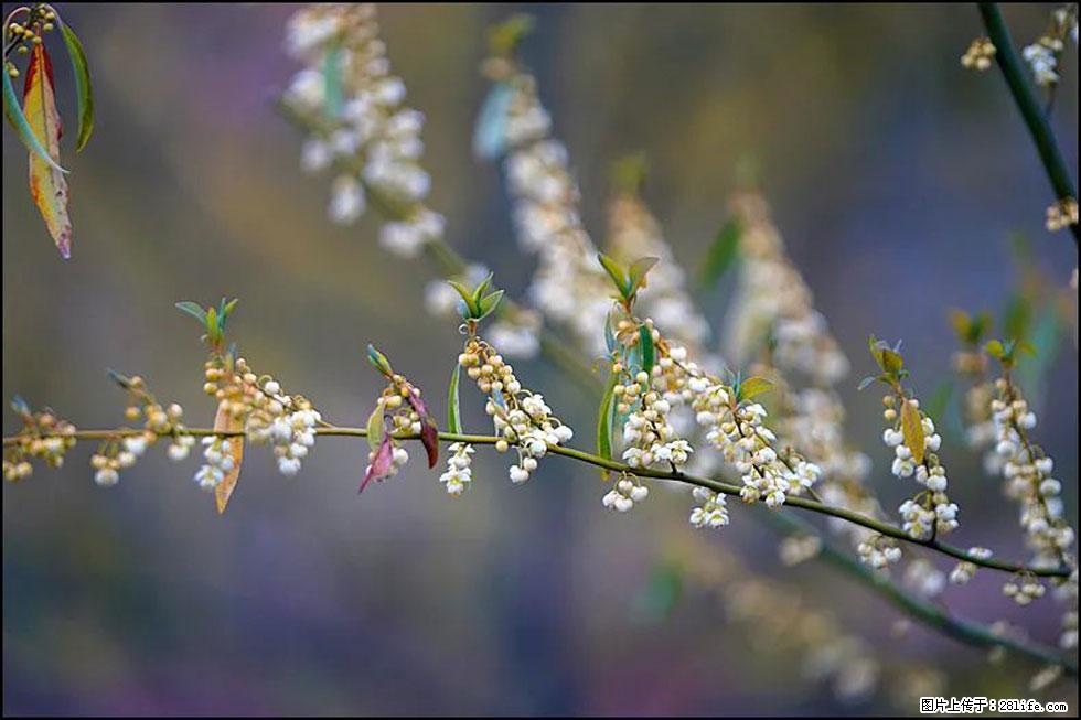【春天,广西桂林灌阳县向您发出邀请!】米珠山前有片山苍子花在飘香 - 游山玩水 - 中卫生活社区 - 中卫28生活网 zw.28life.com