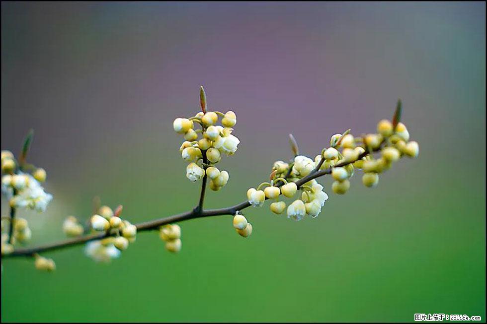 【春天,广西桂林灌阳县向您发出邀请!】米珠山前有片山苍子花在飘香 - 游山玩水 - 中卫生活社区 - 中卫28生活网 zw.28life.com
