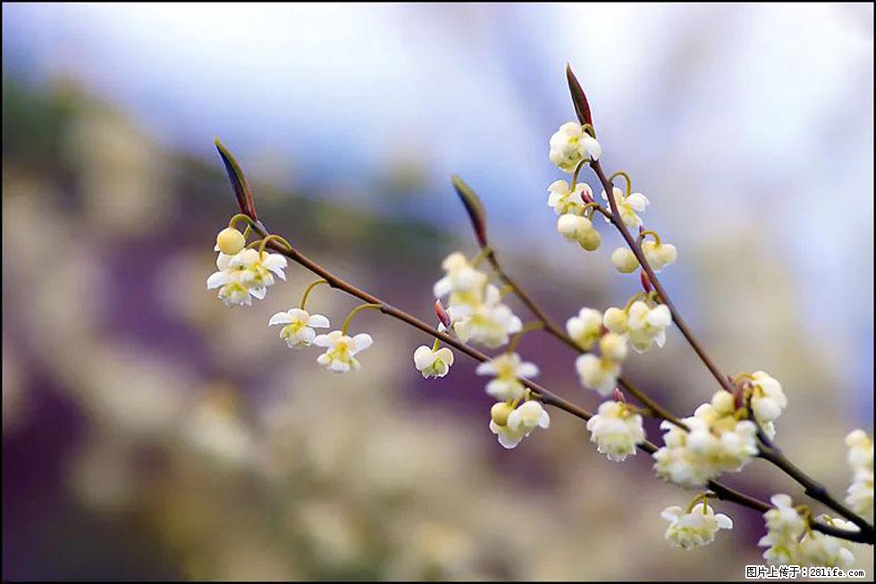 【春天,广西桂林灌阳县向您发出邀请!】米珠山前有片山苍子花在飘香 - 游山玩水 - 中卫生活社区 - 中卫28生活网 zw.28life.com