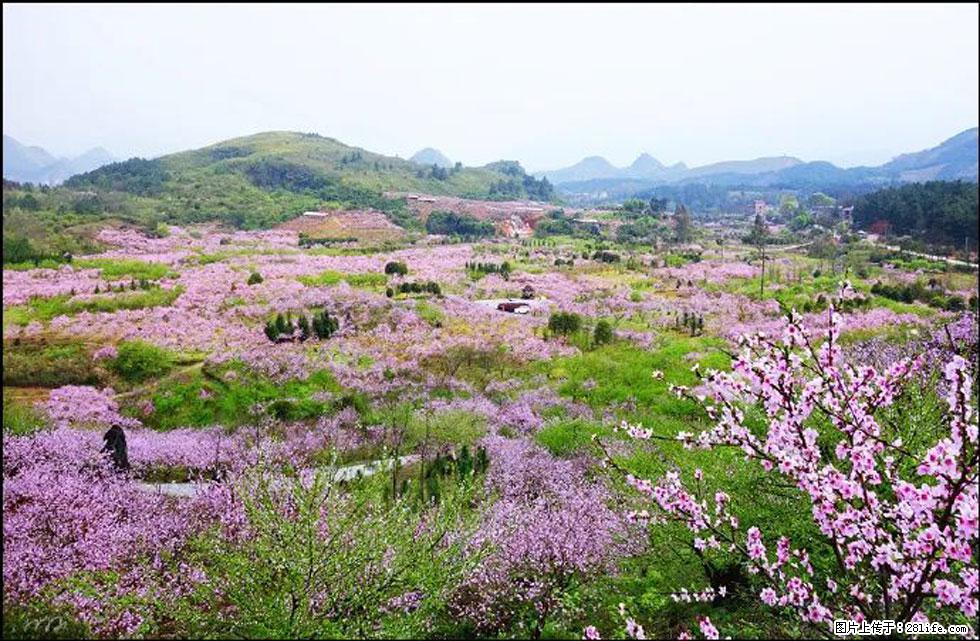 【春天，广西桂林灌阳县向您发出邀请！】官庄村有个醉美的桃花园 - 游山玩水 - 中卫生活社区 - 中卫28生活网 zw.28life.com