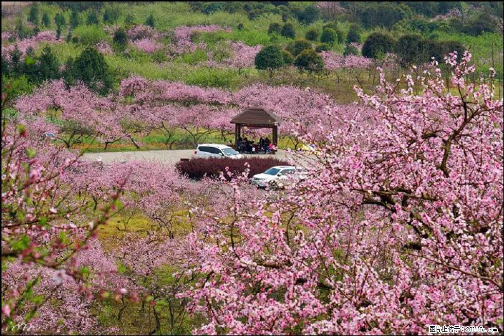 【春天，广西桂林灌阳县向您发出邀请！】官庄村有个醉美的桃花园 - 游山玩水 - 中卫生活社区 - 中卫28生活网 zw.28life.com