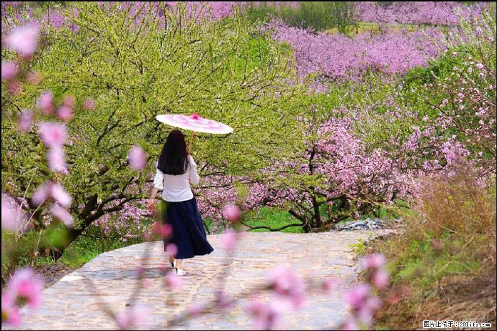 【春天，广西桂林灌阳县向您发出邀请！】官庄村有个醉美的桃花园 - 游山玩水 - 中卫生活社区 - 中卫28生活网 zw.28life.com