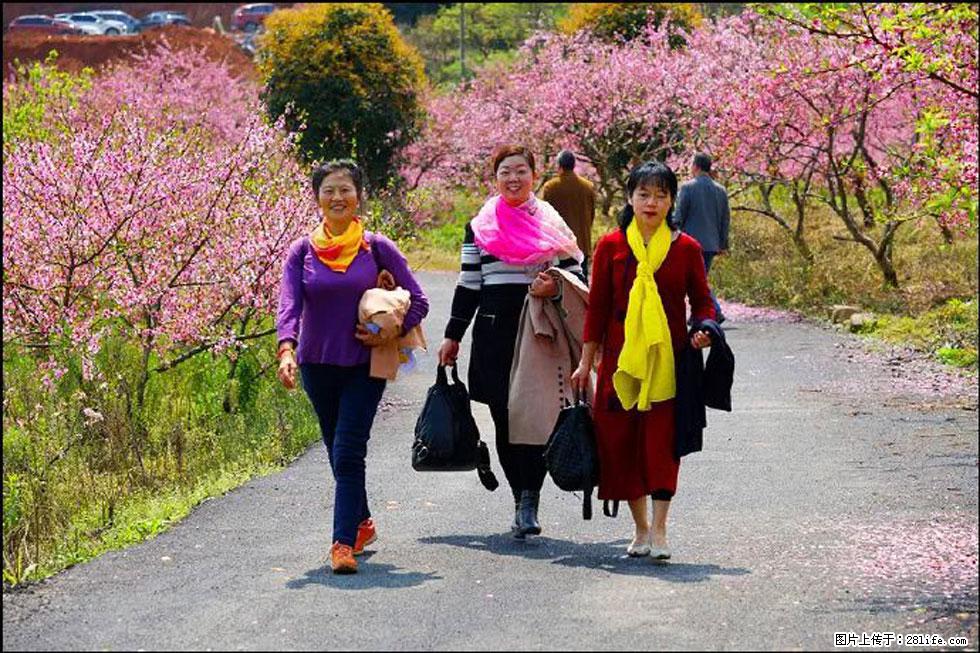 【春天，广西桂林灌阳县向您发出邀请！】官庄村有个醉美的桃花园 - 游山玩水 - 中卫生活社区 - 中卫28生活网 zw.28life.com