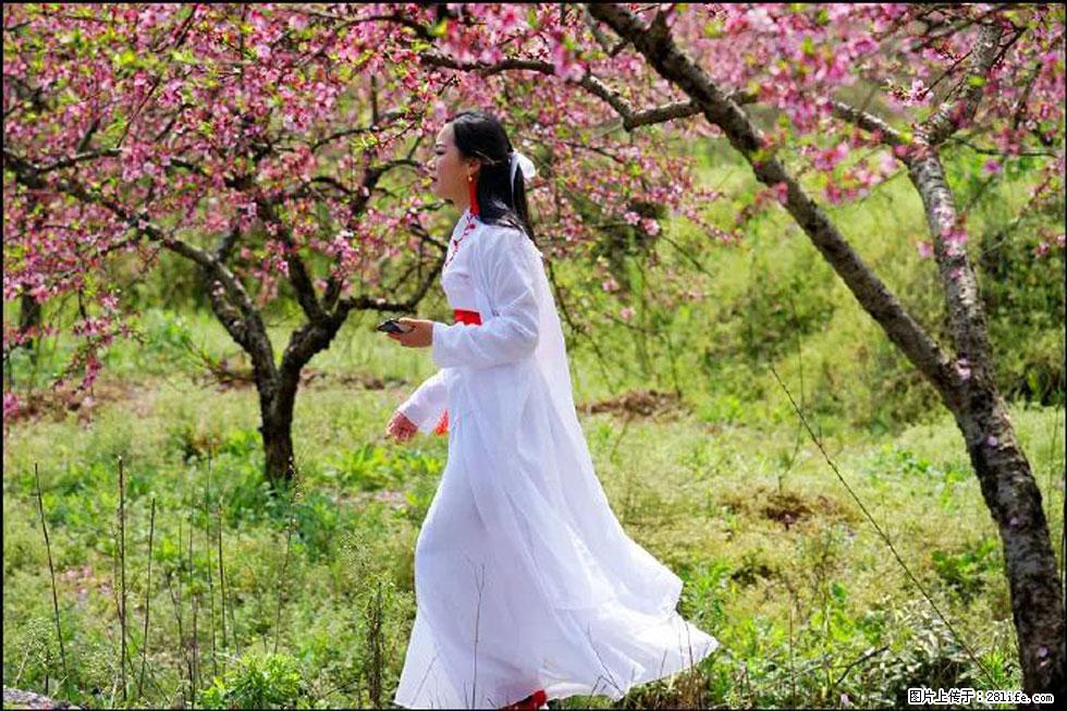 【春天，广西桂林灌阳县向您发出邀请！】官庄村有个醉美的桃花园 - 游山玩水 - 中卫生活社区 - 中卫28生活网 zw.28life.com