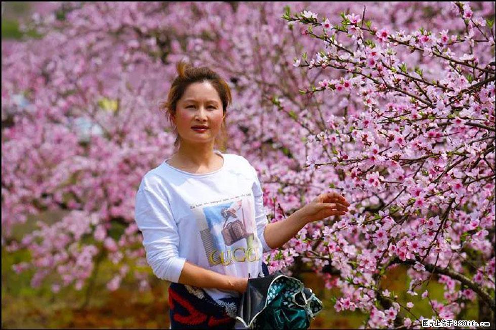 【春天，广西桂林灌阳县向您发出邀请！】官庄村有个醉美的桃花园 - 游山玩水 - 中卫生活社区 - 中卫28生活网 zw.28life.com