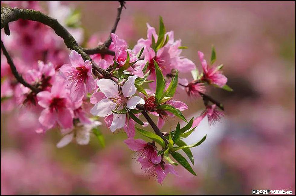 【春天，广西桂林灌阳县向您发出邀请！】官庄村有个醉美的桃花园 - 游山玩水 - 中卫生活社区 - 中卫28生活网 zw.28life.com