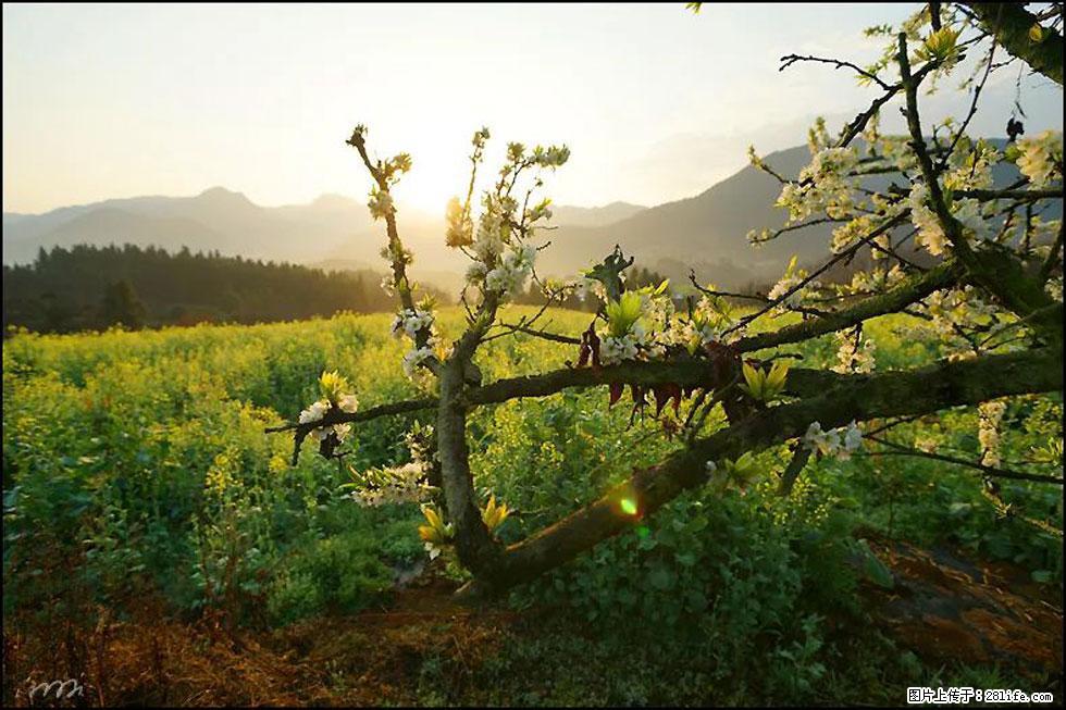 【春天,广西桂林灌阳县向您发出邀请!】长坪村油菜盛情花开 - 游山玩水 - 中卫生活社区 - 中卫28生活网 zw.28life.com