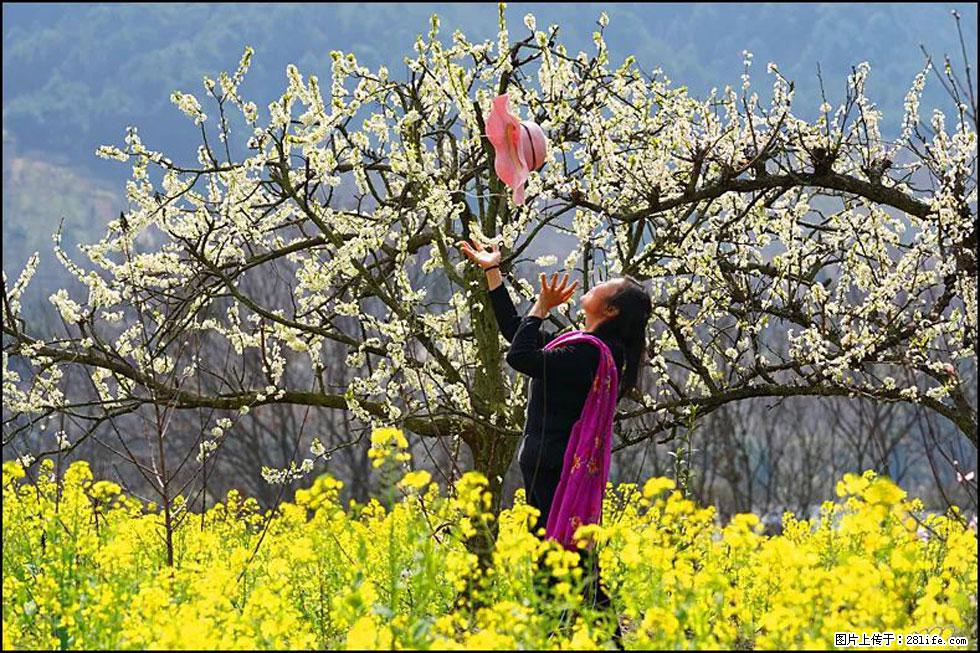 【春天,广西桂林灌阳县向您发出邀请!】长坪村油菜盛情花开 - 游山玩水 - 中卫生活社区 - 中卫28生活网 zw.28life.com