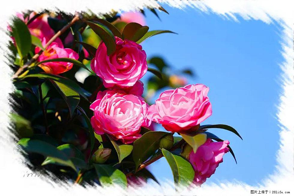 【春天，广西桂林灌阳县向您发出邀请！】杨柳井茶花惹人爱 - 游山玩水 - 中卫生活社区 - 中卫28生活网 zw.28life.com