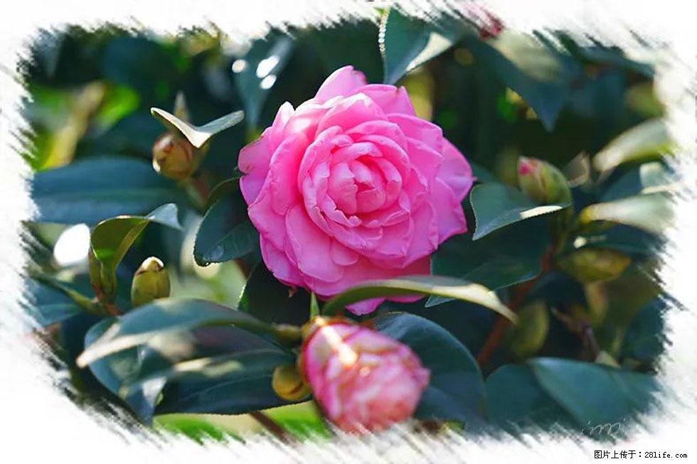 【春天，广西桂林灌阳县向您发出邀请！】杨柳井茶花惹人爱 - 游山玩水 - 中卫生活社区 - 中卫28生活网 zw.28life.com