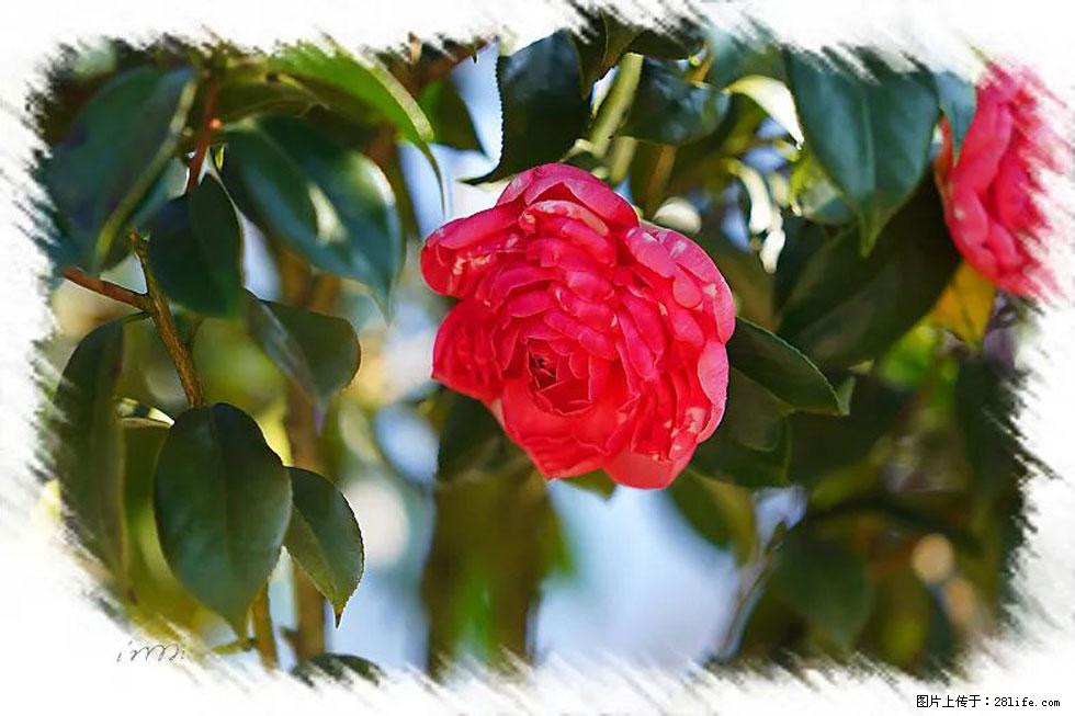 【春天，广西桂林灌阳县向您发出邀请！】杨柳井茶花惹人爱 - 游山玩水 - 中卫生活社区 - 中卫28生活网 zw.28life.com