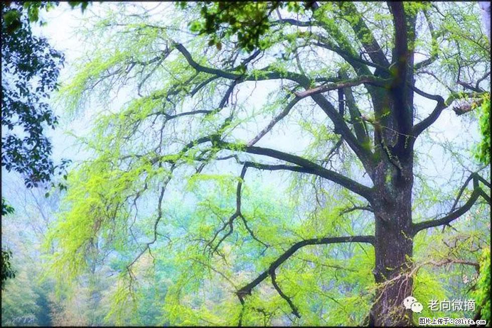 【春天,广西桂林灌阳县向您发出邀请!】在小龙村与春天约会 - 游山玩水 - 中卫生活社区 - 中卫28生活网 zw.28life.com