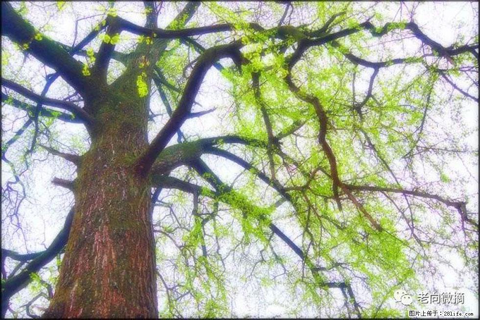 【春天,广西桂林灌阳县向您发出邀请!】在小龙村与春天约会 - 游山玩水 - 中卫生活社区 - 中卫28生活网 zw.28life.com