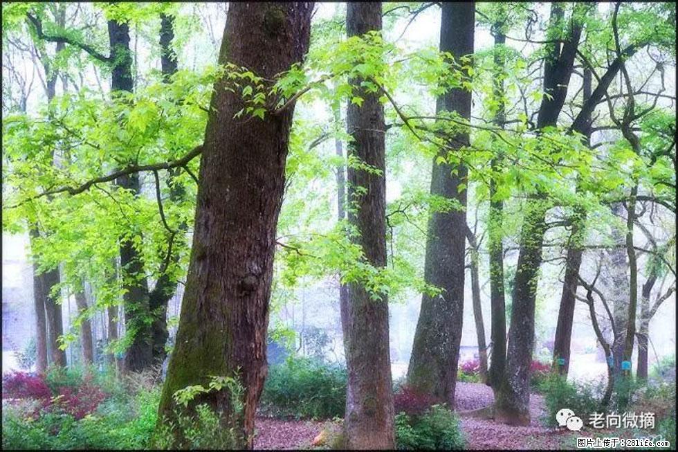 【春天,广西桂林灌阳县向您发出邀请!】在小龙村与春天约会 - 游山玩水 - 中卫生活社区 - 中卫28生活网 zw.28life.com