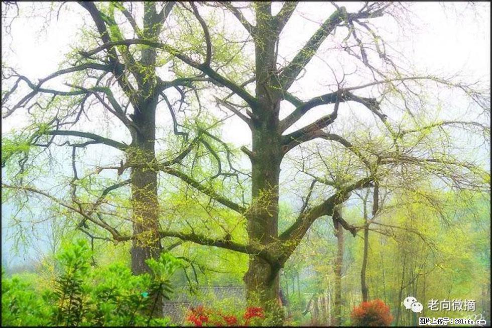 【春天,广西桂林灌阳县向您发出邀请!】在小龙村与春天约会 - 游山玩水 - 中卫生活社区 - 中卫28生活网 zw.28life.com