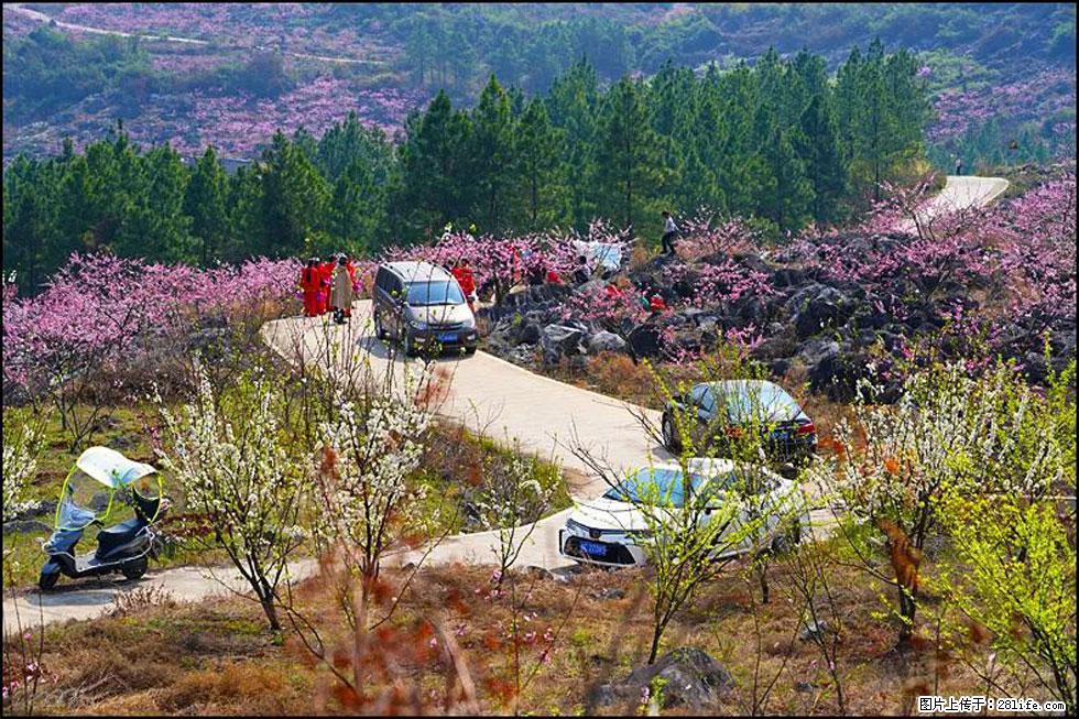 【春天,广西桂林灌阳县向您发出邀请!】望月岭上桃花开 - 游山玩水 - 中卫生活社区 - 中卫28生活网 zw.28life.com