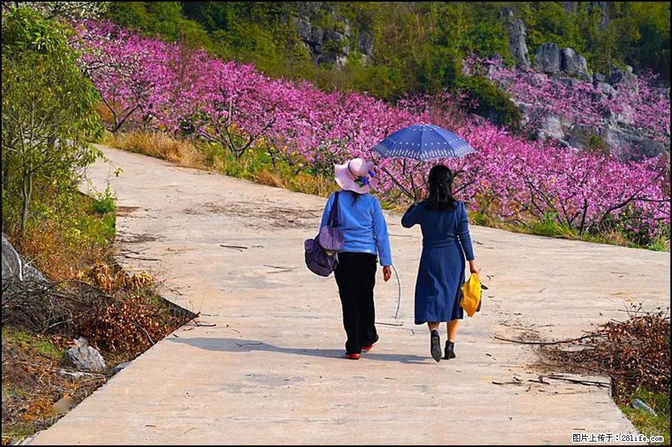 【春天,广西桂林灌阳县向您发出邀请!】望月岭上桃花开 - 游山玩水 - 中卫生活社区 - 中卫28生活网 zw.28life.com