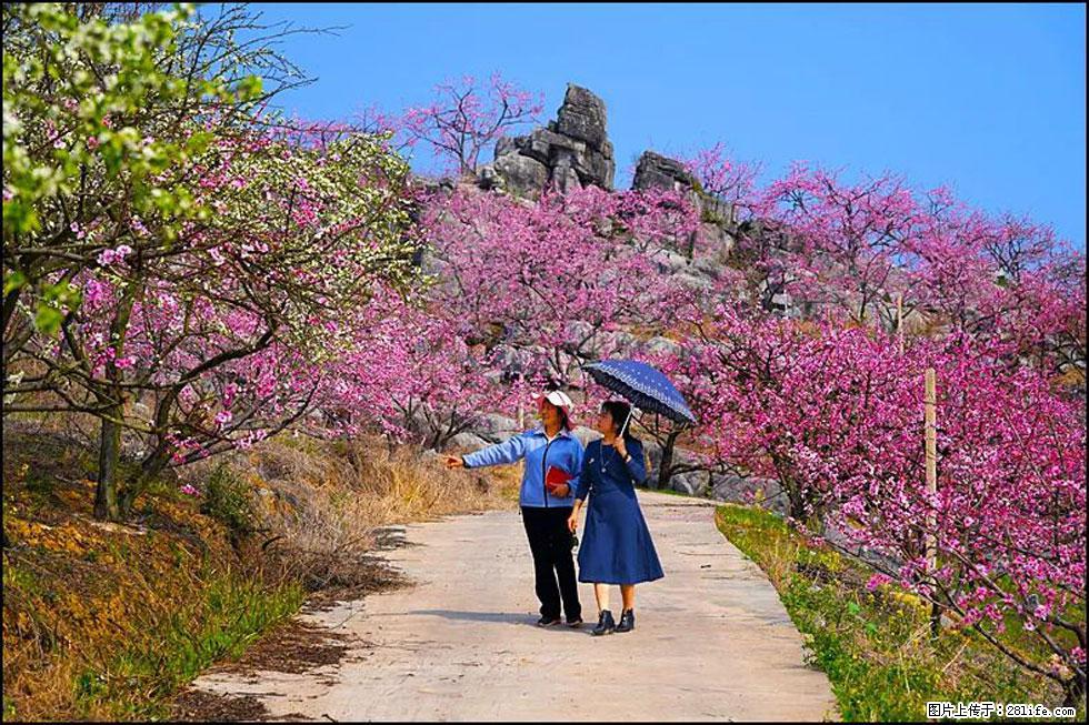 【春天,广西桂林灌阳县向您发出邀请!】望月岭上桃花开 - 游山玩水 - 中卫生活社区 - 中卫28生活网 zw.28life.com