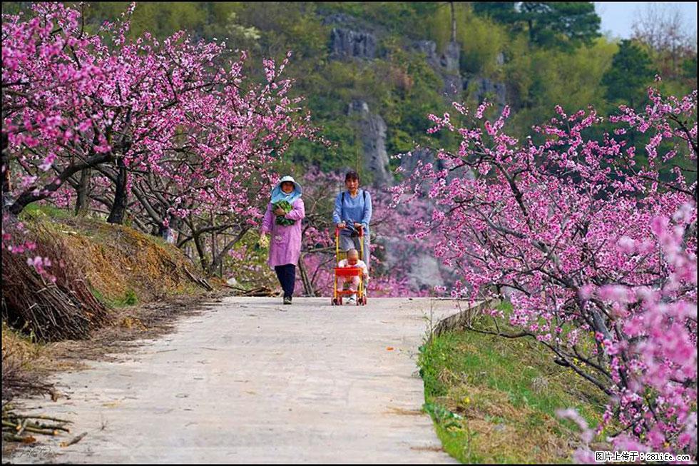 【春天,广西桂林灌阳县向您发出邀请!】望月岭上桃花开 - 游山玩水 - 中卫生活社区 - 中卫28生活网 zw.28life.com