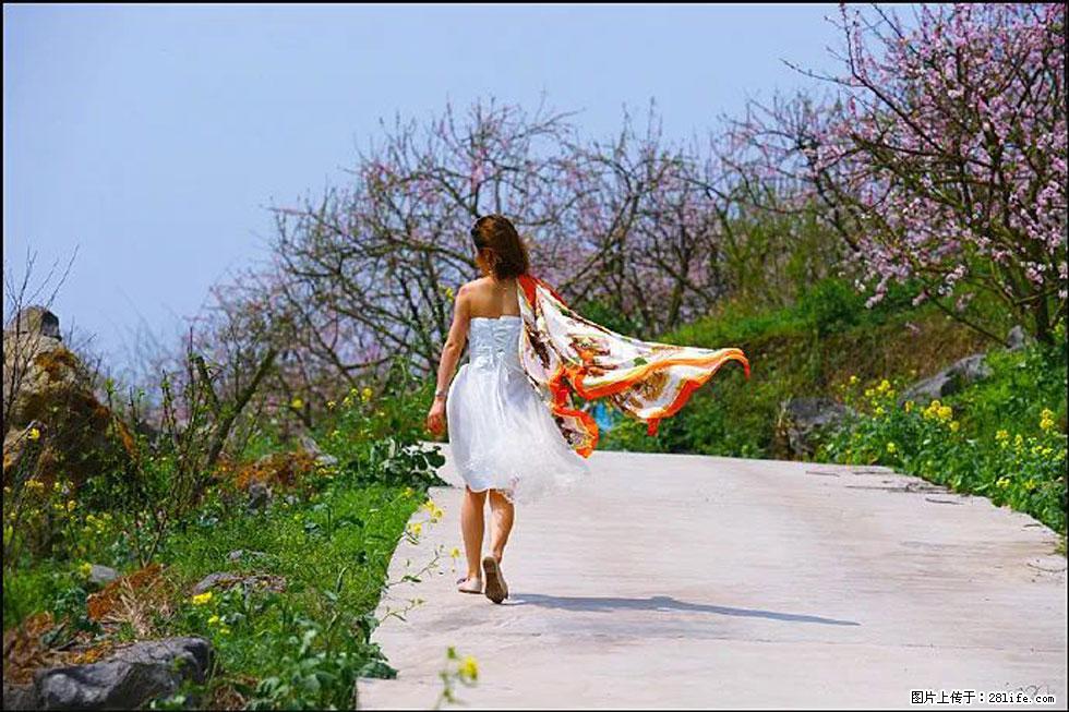 【春天,广西桂林灌阳县向您发出邀请!】望月岭上桃花开 - 游山玩水 - 中卫生活社区 - 中卫28生活网 zw.28life.com