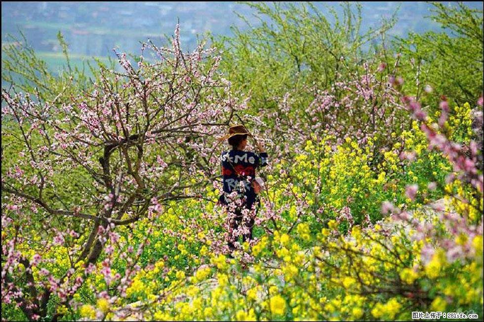 【春天,广西桂林灌阳县向您发出邀请!】望月岭上桃花开 - 游山玩水 - 中卫生活社区 - 中卫28生活网 zw.28life.com