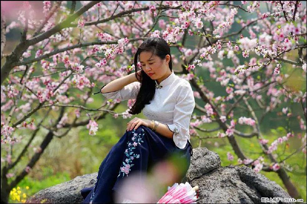 【春天,广西桂林灌阳县向您发出邀请!】望月岭上桃花开 - 游山玩水 - 中卫生活社区 - 中卫28生活网 zw.28life.com