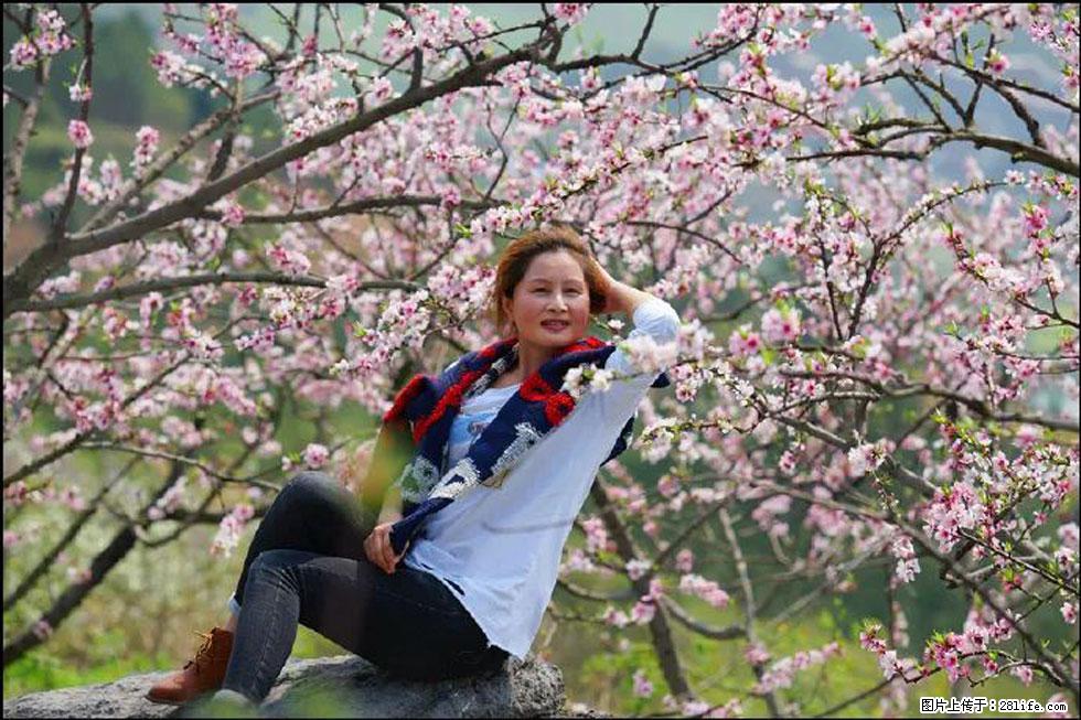 【春天,广西桂林灌阳县向您发出邀请!】望月岭上桃花开 - 游山玩水 - 中卫生活社区 - 中卫28生活网 zw.28life.com