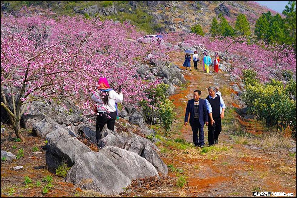 【春天,广西桂林灌阳县向您发出邀请!】望月岭上桃花开 - 游山玩水 - 中卫生活社区 - 中卫28生活网 zw.28life.com