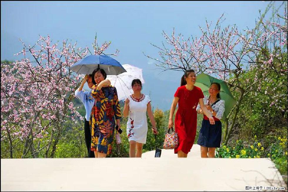 【春天,广西桂林灌阳县向您发出邀请!】望月岭上桃花开 - 游山玩水 - 中卫生活社区 - 中卫28生活网 zw.28life.com
