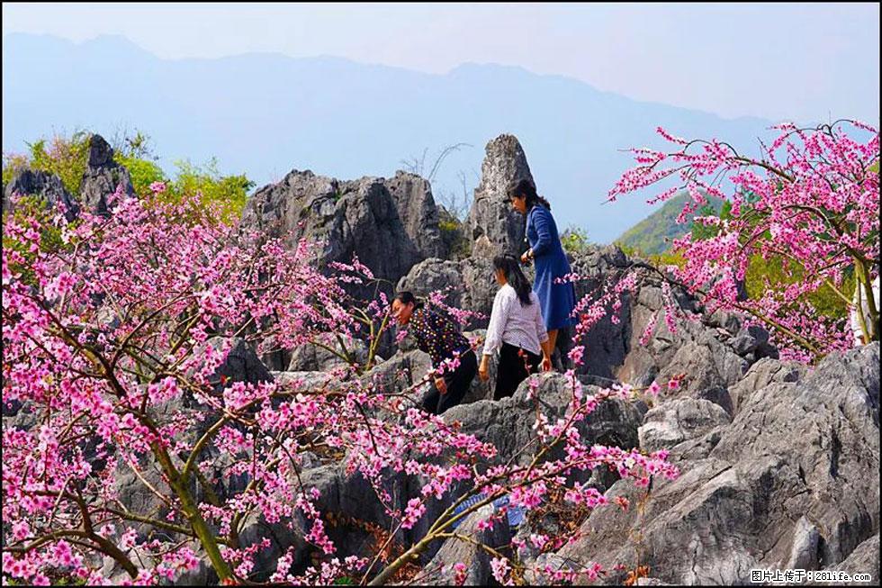 【春天,广西桂林灌阳县向您发出邀请!】望月岭上桃花开 - 游山玩水 - 中卫生活社区 - 中卫28生活网 zw.28life.com