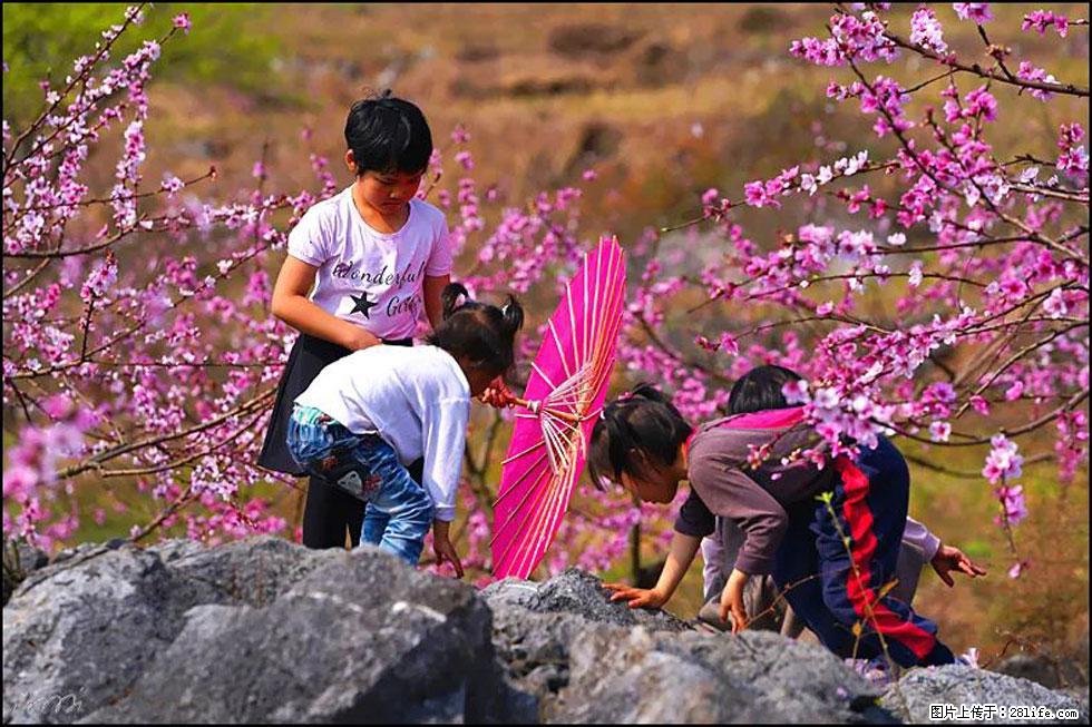 【春天,广西桂林灌阳县向您发出邀请!】望月岭上桃花开 - 游山玩水 - 中卫生活社区 - 中卫28生活网 zw.28life.com