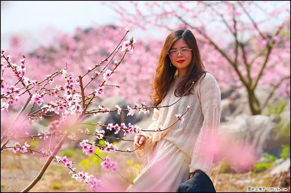 【春天,广西桂林灌阳县向您发出邀请!】望月岭上桃花开 - 游山玩水 - 中卫生活社区 - 中卫28生活网 zw.28life.com