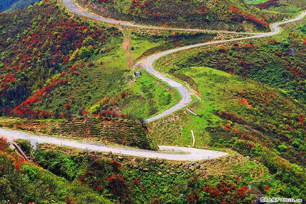 【春天，广西桂林灌阳县向您发出邀请！】春木界上映山红 - 游山玩水 - 中卫生活社区 - 中卫28生活网 zw.28life.com