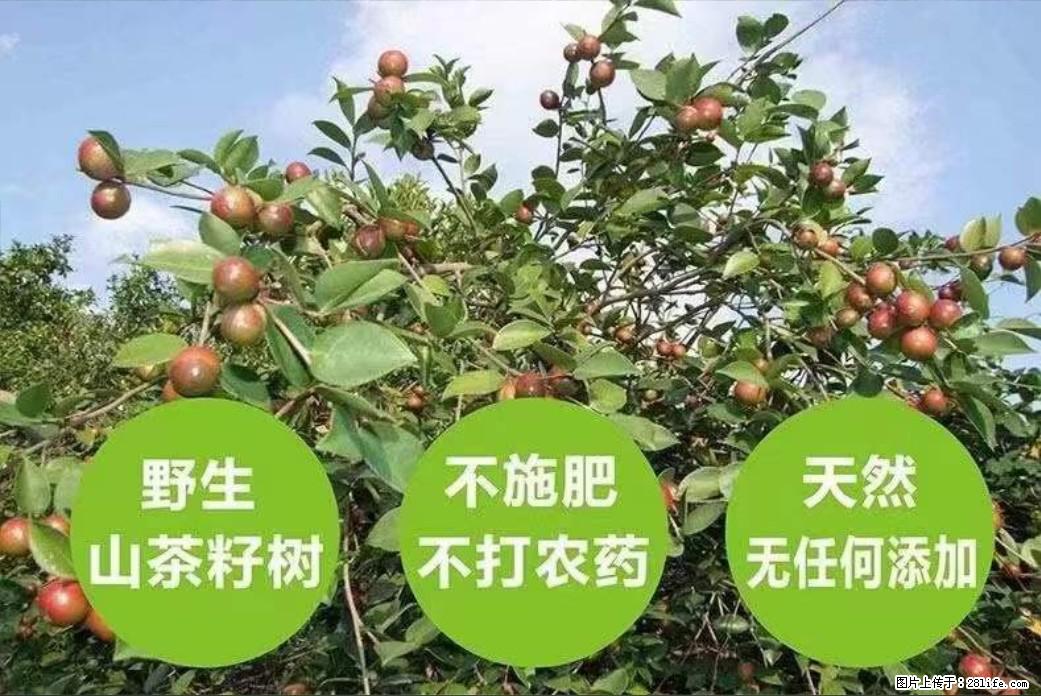【灌阳县油茶产业示范区】一个有着充实的精神生活的人,对待身外之物自会有一种淡泊的态度 - 美食天地 - 中卫生活社区 - 中卫28生活网 zw.28life.com