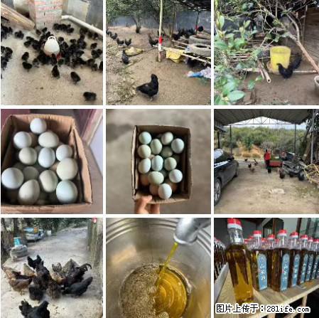 油茶园从小鸡仔开始养起的纯土鸡、土鸡蛋可以预定啦!还有前几天刚榨的纯山茶油哦 - 土特产 - 饮食特产 - 中卫分类信息 - 中卫28生活网 zw.28life.com