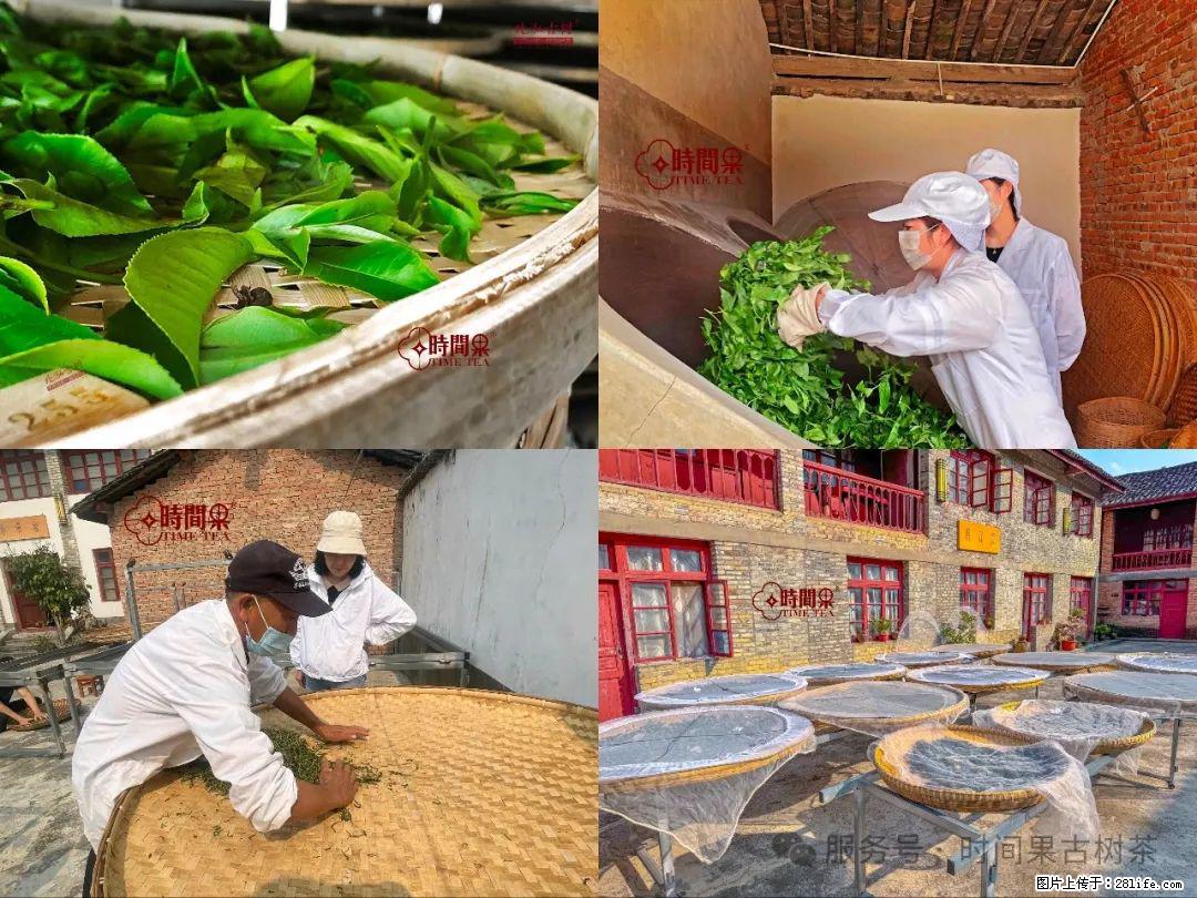 时间果百年古树龙珠普洱生茶 - 购物交流 - 中卫生活社区 - 中卫28生活网 zw.28life.com