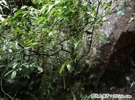 平乐石崖茶,珍贵仅次于金花茶 - 中卫生活资讯 - 中卫28生活网 zw.28life.com