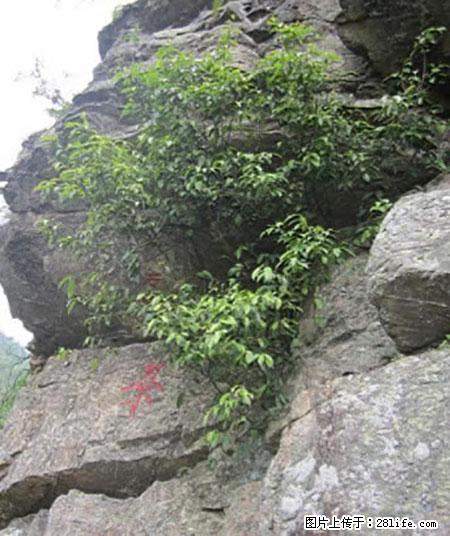 平乐石崖茶,珍贵仅次于金花茶 - 中卫生活资讯 - 中卫28生活网 zw.28life.com