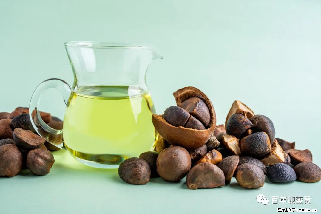 世界没有真相,只有认知,最好的食用油是中国的山茶油! - 中卫生活资讯 - 中卫28生活网 zw.28life.com