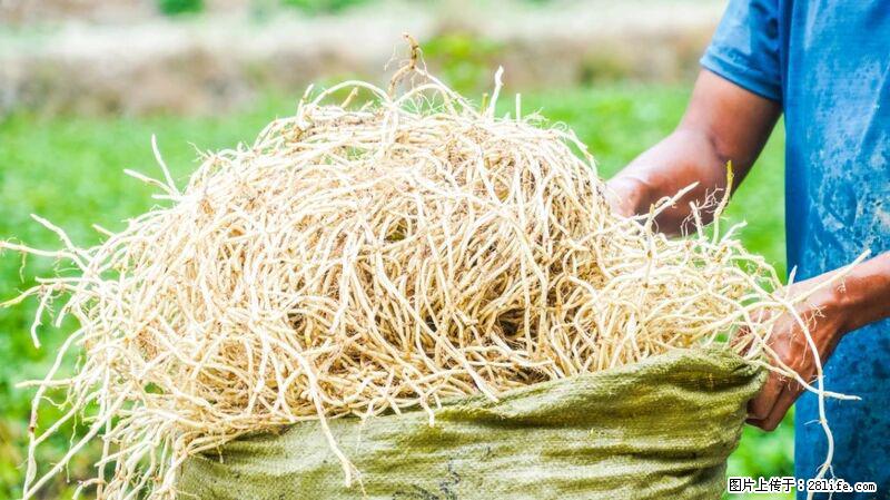 堪称“最难吃”的蔬菜,却是 “抗辐射神器”,还能护肺、清热、止咳化痰! - 中卫生活资讯 - 中卫28生活网 zw.28life.com