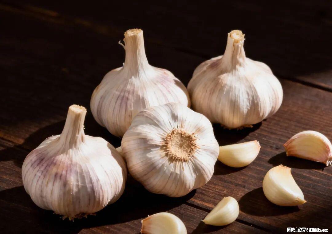 关于大蒜,除了“天然抗生素”,这4个谣言更该警惕! - 中卫生活资讯 - 中卫28生活网 zw.28life.com