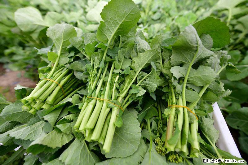 这些蔬菜是“天然钙片”，这6种被医生重点推荐 - 中卫生活资讯 - 中卫28生活网 zw.28life.com